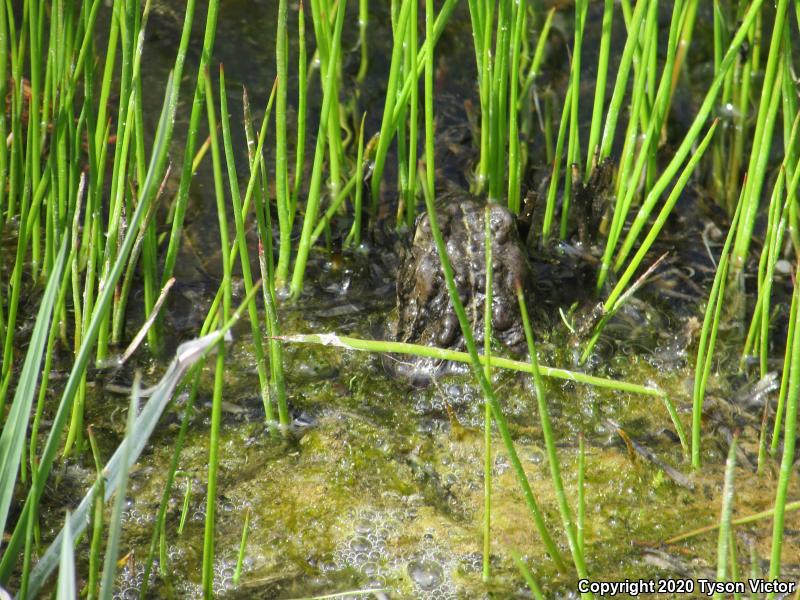 Boreal Toad (Anaxyrus boreas boreas)