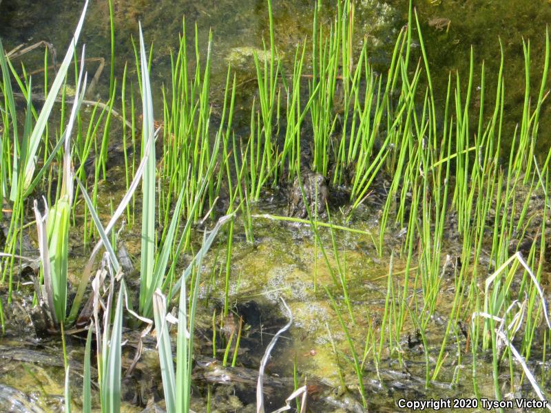 Boreal Toad (Anaxyrus boreas boreas)