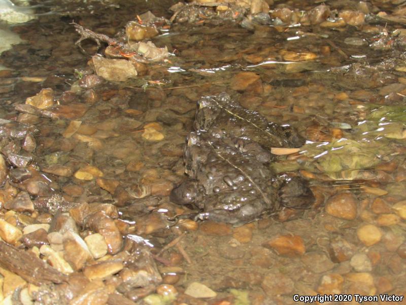 Boreal Toad (Anaxyrus boreas boreas)