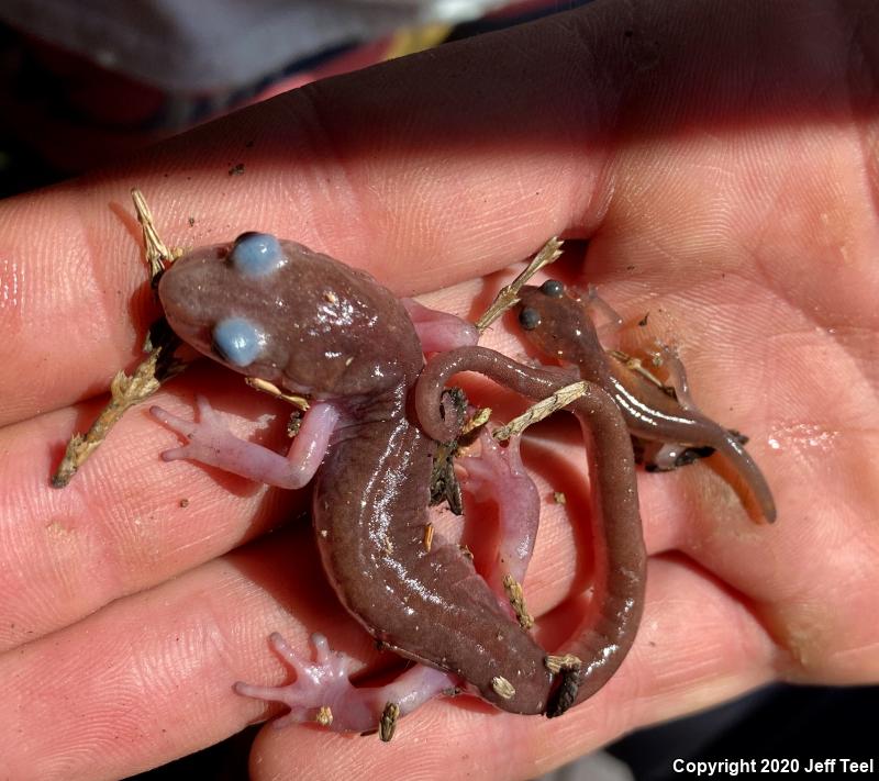 Monterey Ensatina (Ensatina eschscholtzii eschscholtzii)