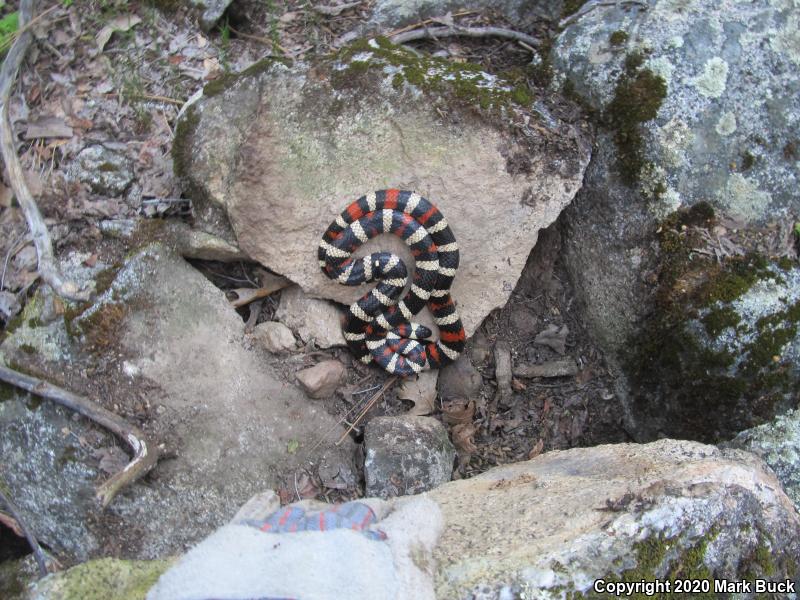 Sierra Mountain Kingsnake (Lampropeltis zonata multicincta)