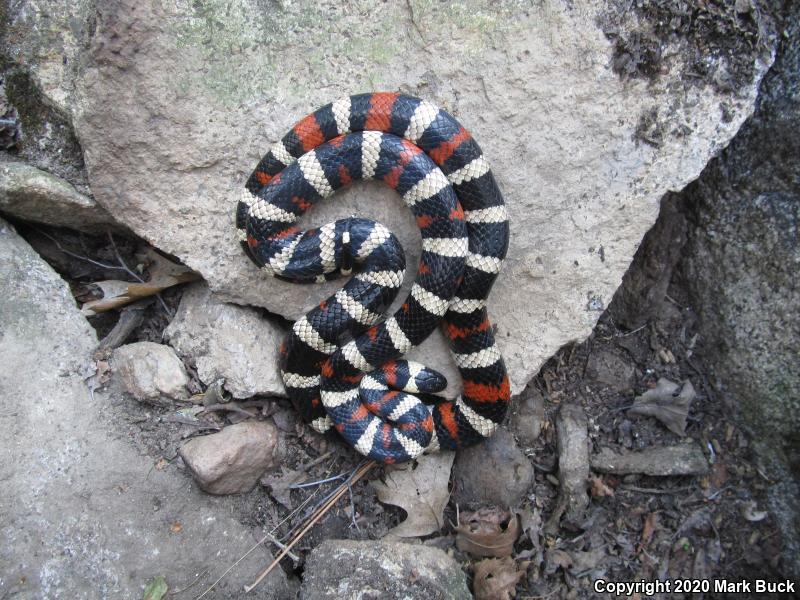 Sierra Mountain Kingsnake (Lampropeltis zonata multicincta)