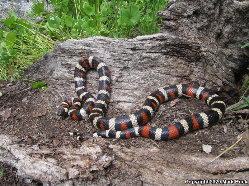 Sierra Mountain Kingsnake (Lampropeltis zonata multicincta)