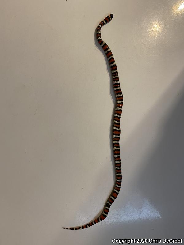 San Bernardino Mountain Kingsnake (Lampropeltis zonata parvirubra)