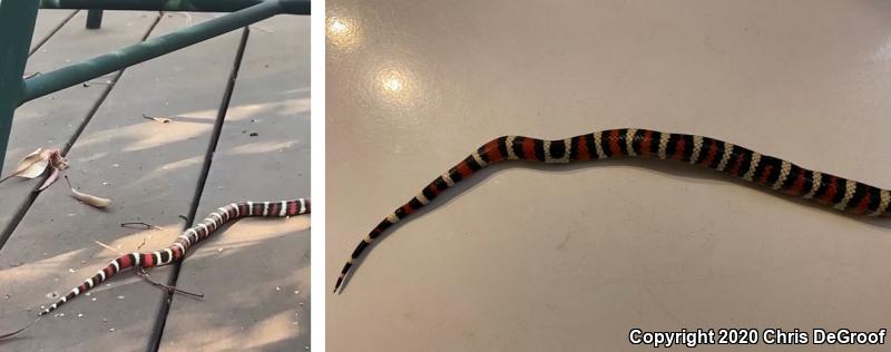 San Bernardino Mountain Kingsnake (Lampropeltis zonata parvirubra)