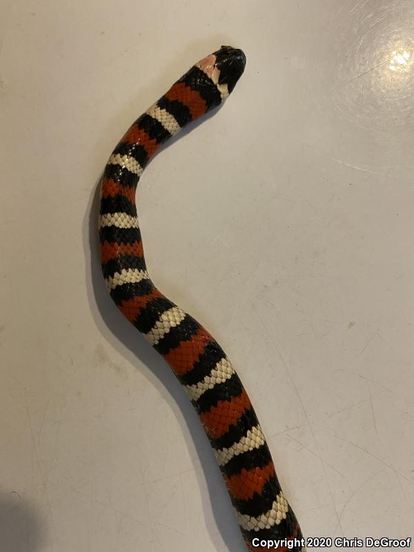 San Bernardino Mountain Kingsnake (Lampropeltis zonata parvirubra)