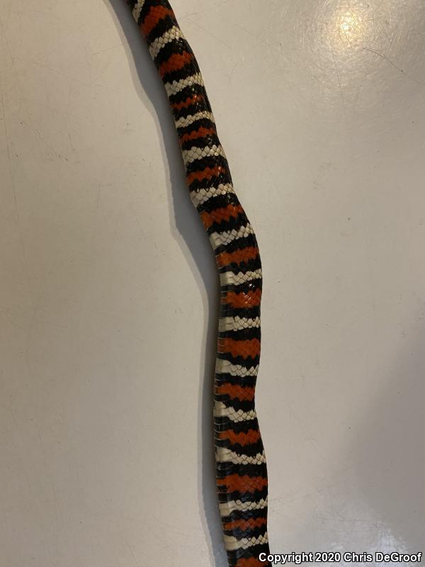 San Bernardino Mountain Kingsnake (Lampropeltis zonata parvirubra)