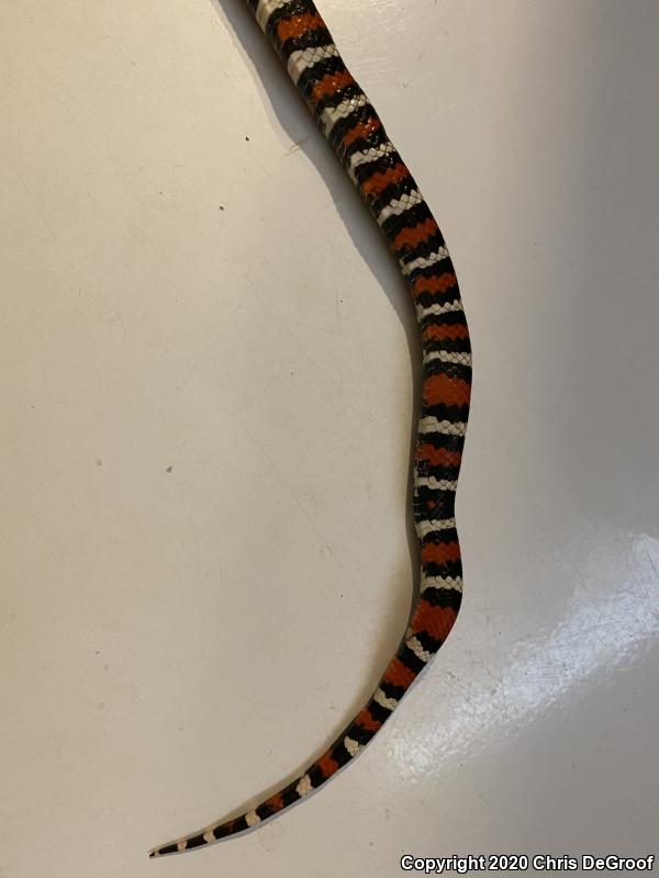 San Bernardino Mountain Kingsnake (Lampropeltis zonata parvirubra)