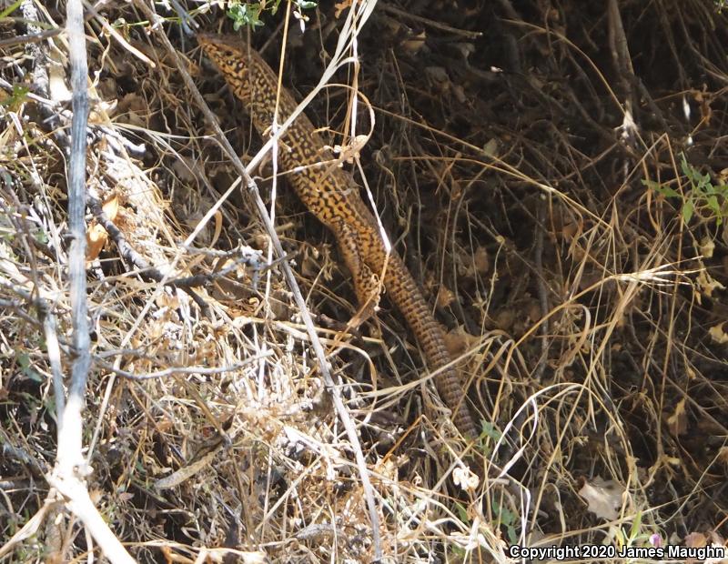 California Whiptail (Aspidoscelis tigris munda)