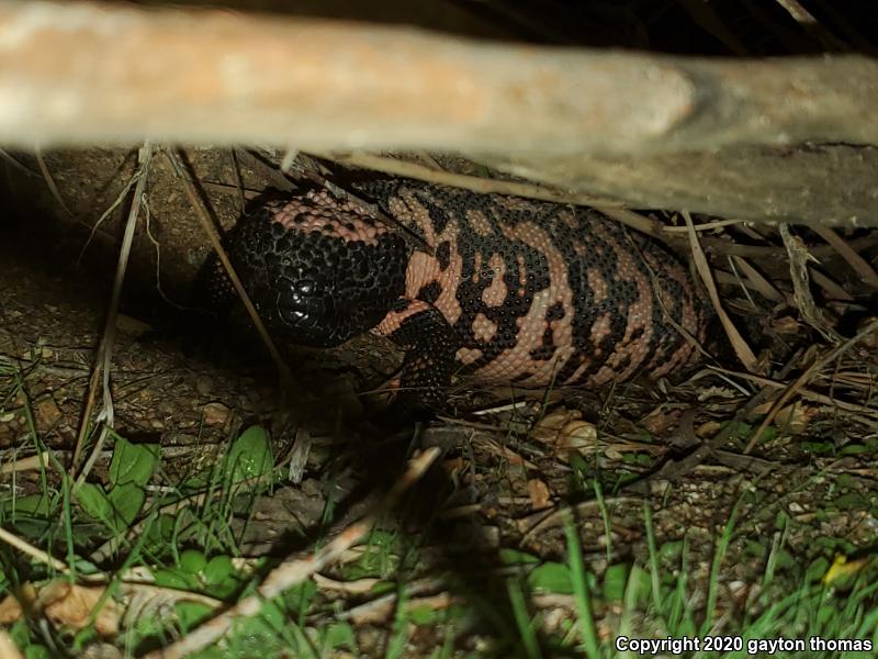 Gila Monster (Heloderma suspectum)