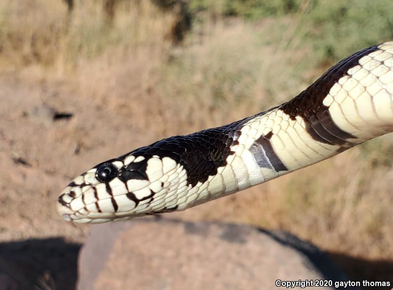 California Kingsnake (Lampropeltis getula californiae)