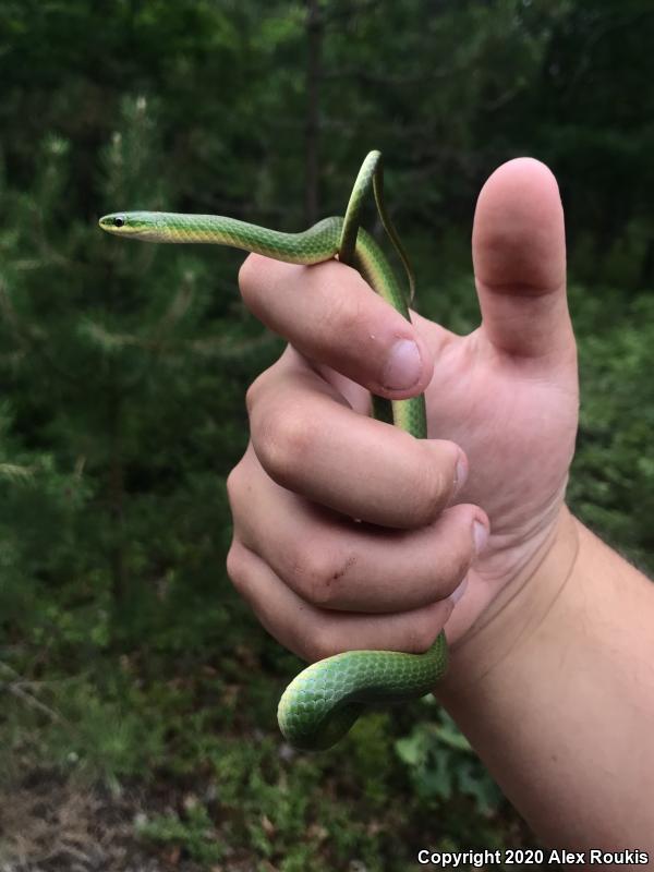 Eastern Smooth Greensnake (Opheodrys vernalis vernalis)