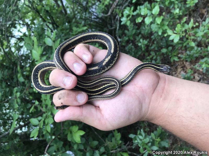 Eastern Ribbonsnake (Thamnophis sauritus sauritus)