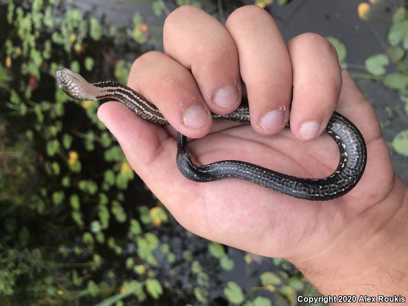 Northern Watersnake (Nerodia sipedon sipedon)