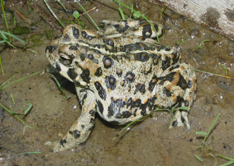 Southern California Toad (Anaxyrus boreas halophilus)