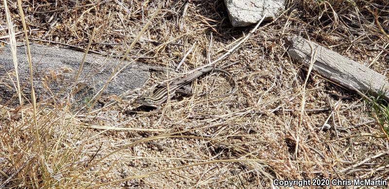 Plateau Striped Whiptail (Aspidoscelis velox)