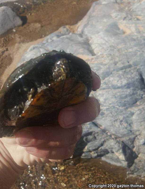 Sonoran Mud Turtle (Kinosternon sonoriense)