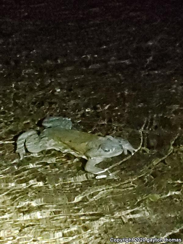 Sonoran Desert Toad (Ollotis alvaria)