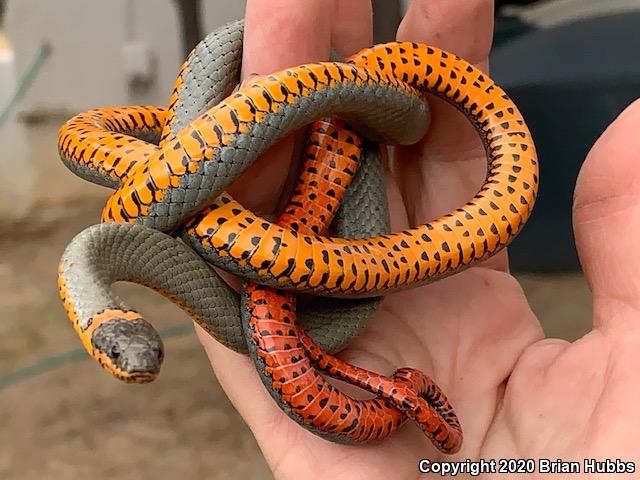 Regal Ring-necked Snake (Diadophis punctatus regalis)