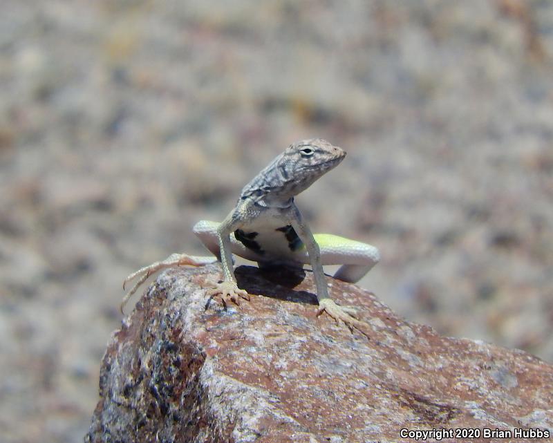 Common Zebra-tailed Lizard (Callisaurus draconoides draconoides)