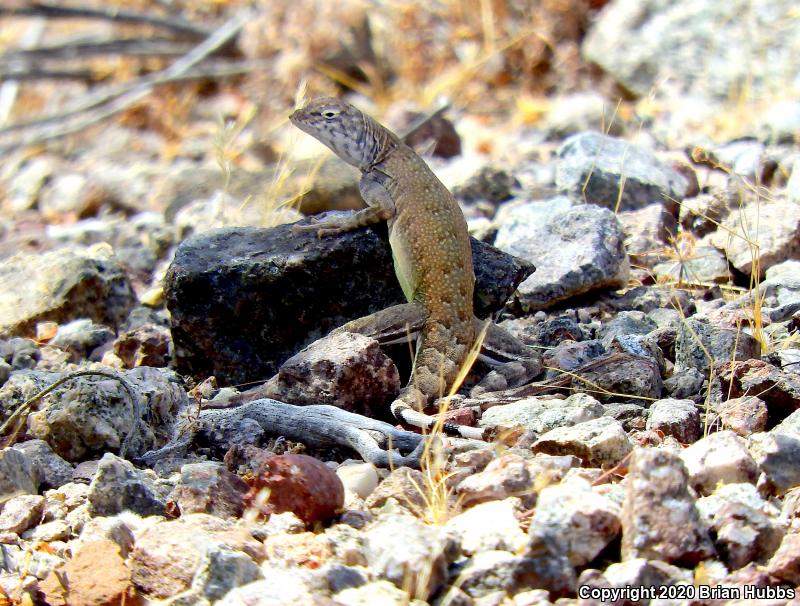 Common Zebra-tailed Lizard (Callisaurus draconoides draconoides)