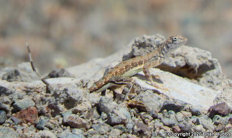 Common Zebra-tailed Lizard (Callisaurus draconoides draconoides)