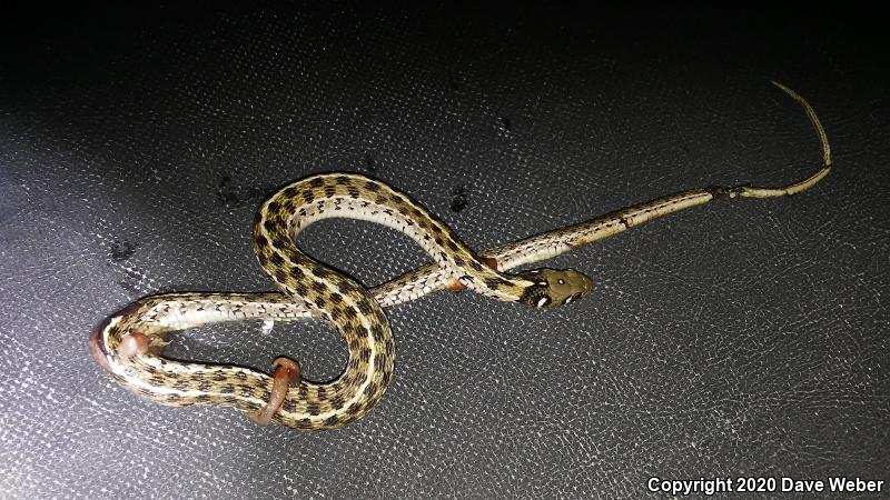 Checkered Gartersnake (Thamnophis marcianus marcianus)