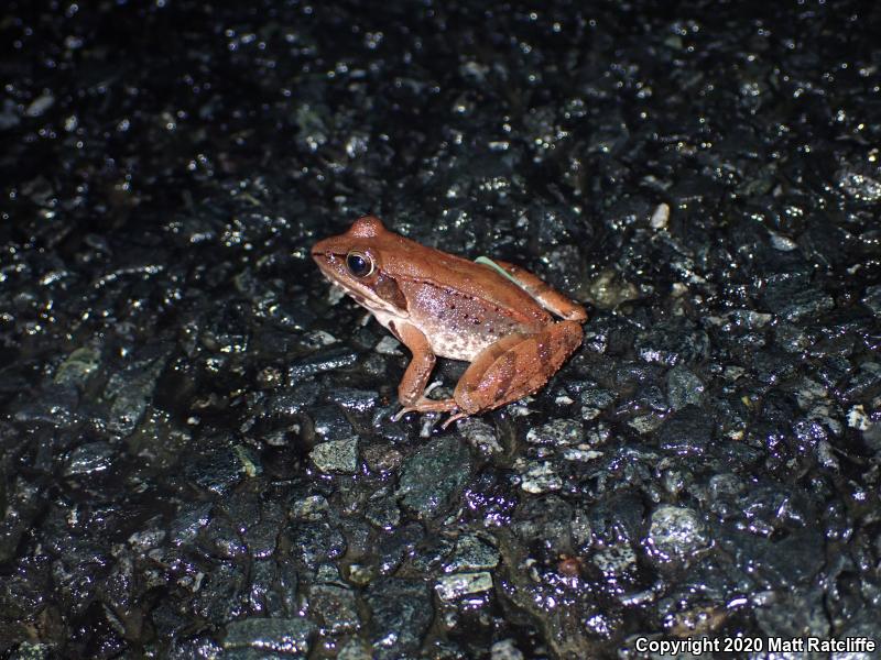 Wood Frog (Lithobates sylvaticus)