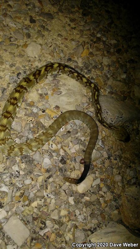 Northern Black-tailed Rattlesnake (Crotalus molossus molossus)