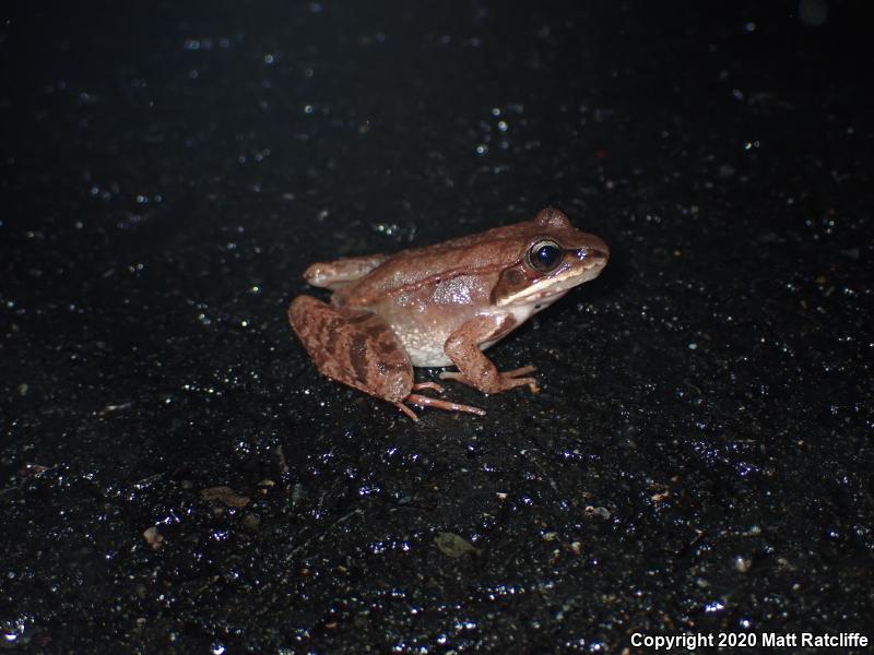 Wood Frog (Lithobates sylvaticus)