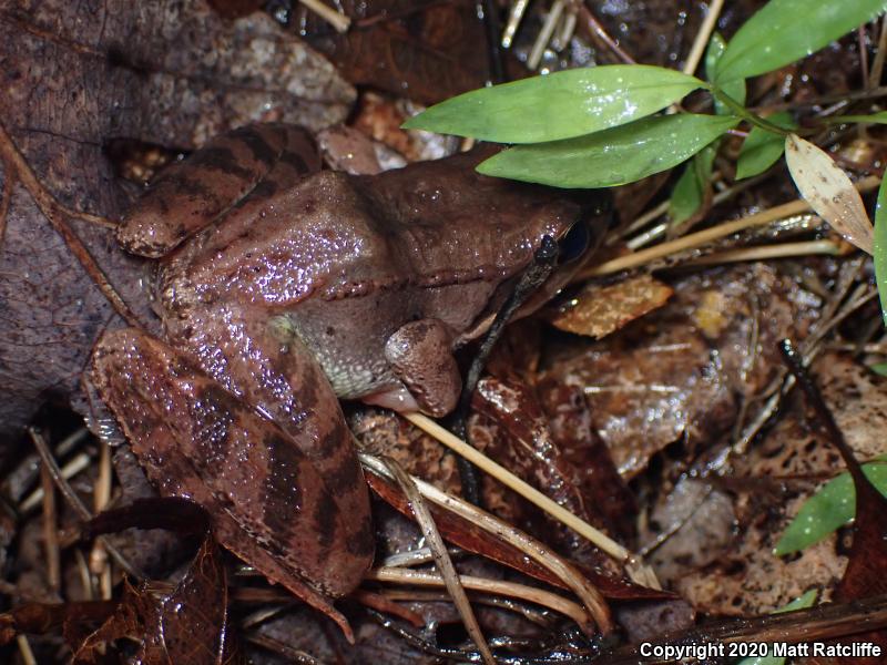 Wood Frog (Lithobates sylvaticus)