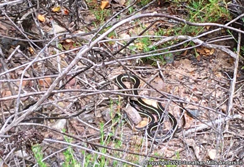 California Striped Racer (Coluber lateralis lateralis)