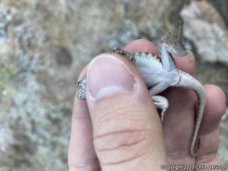 Western Sagebrush Lizard (Sceloporus graciosus gracilis)