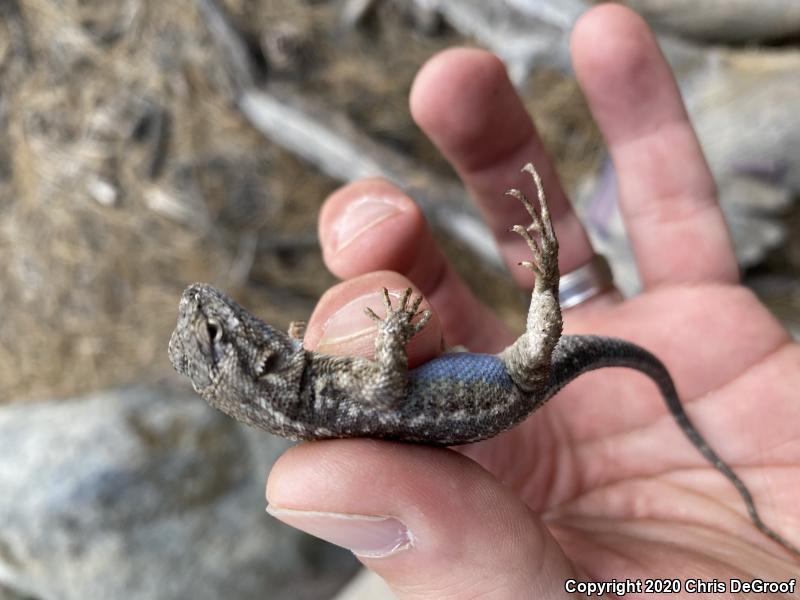 Western Sagebrush Lizard (Sceloporus graciosus gracilis)