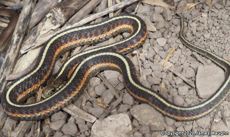 Coast Gartersnake (Thamnophis elegans terrestris)