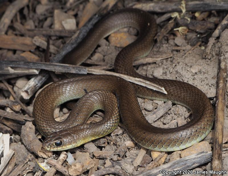 Western Yellow-bellied Racer (Coluber constrictor mormon)