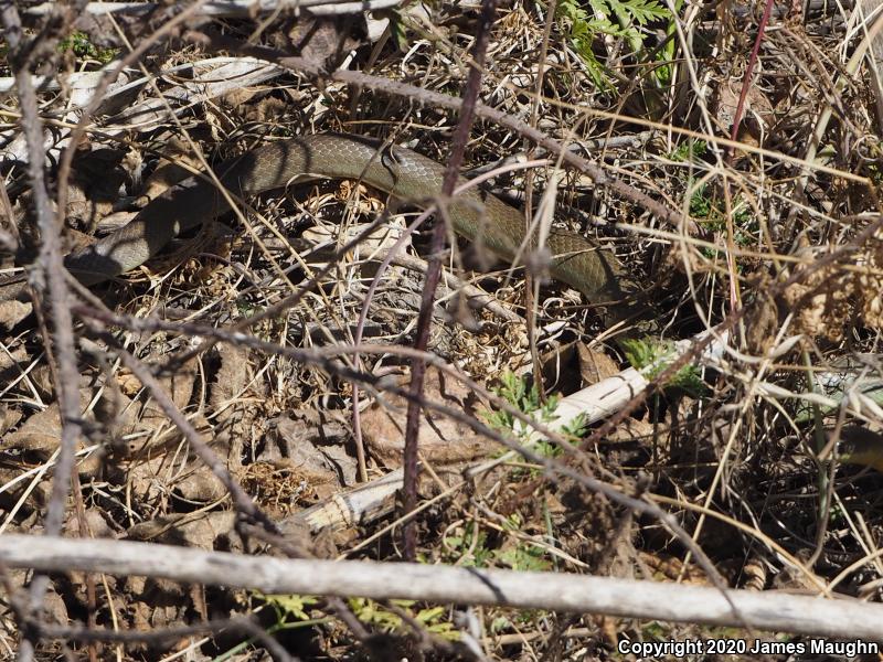 Western Yellow-bellied Racer (Coluber constrictor mormon)