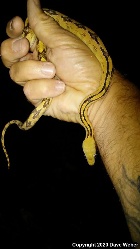 Trans-Pecos Rat Snake (Bogertophis subocularis)