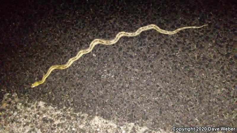 Trans-Pecos Rat Snake (Bogertophis subocularis)