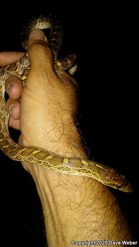 Texas Glossy Snake (Arizona elegans arenicola)