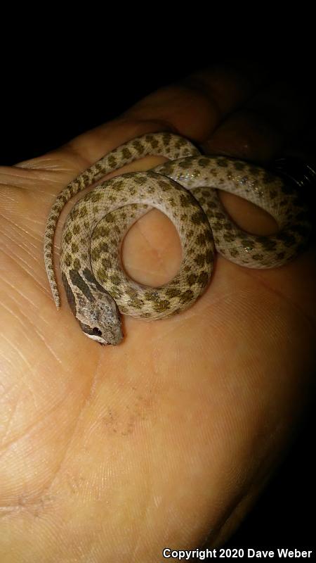 Collar Nightsnake (Hypsiglena torquata)