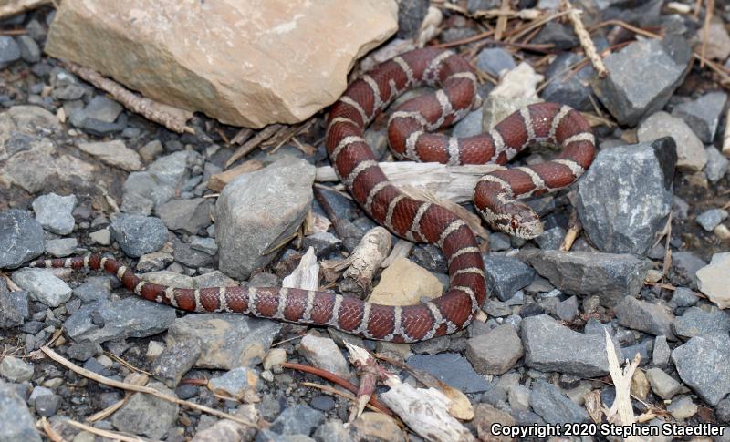 Eastern Milksnake (Lampropeltis triangulum triangulum)