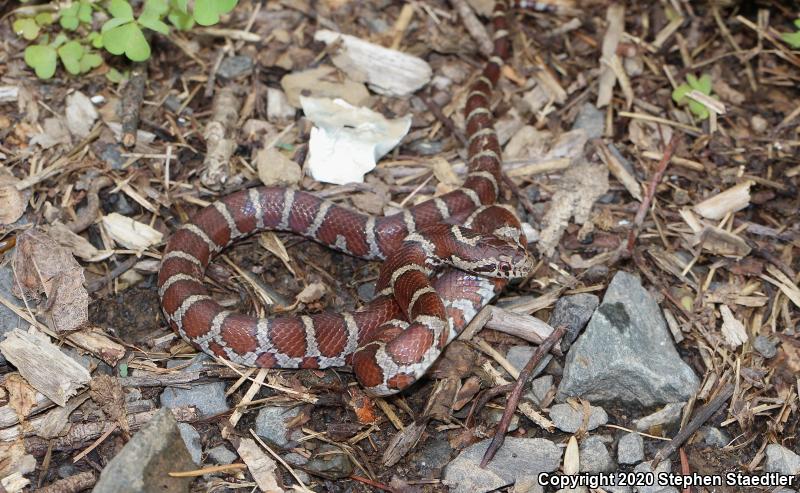 Eastern Milksnake (Lampropeltis triangulum triangulum)