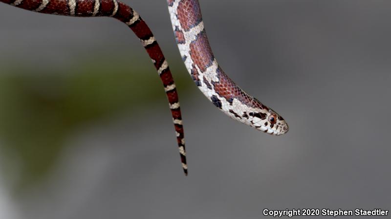 Eastern Milksnake (Lampropeltis triangulum triangulum)