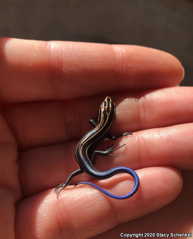 Five-lined Skink (Plestiodon fasciatus)