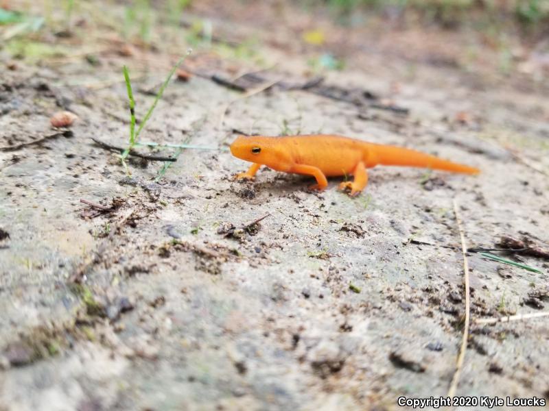 Red-Spotted Newt (Notophthalmus viridescens viridescens)