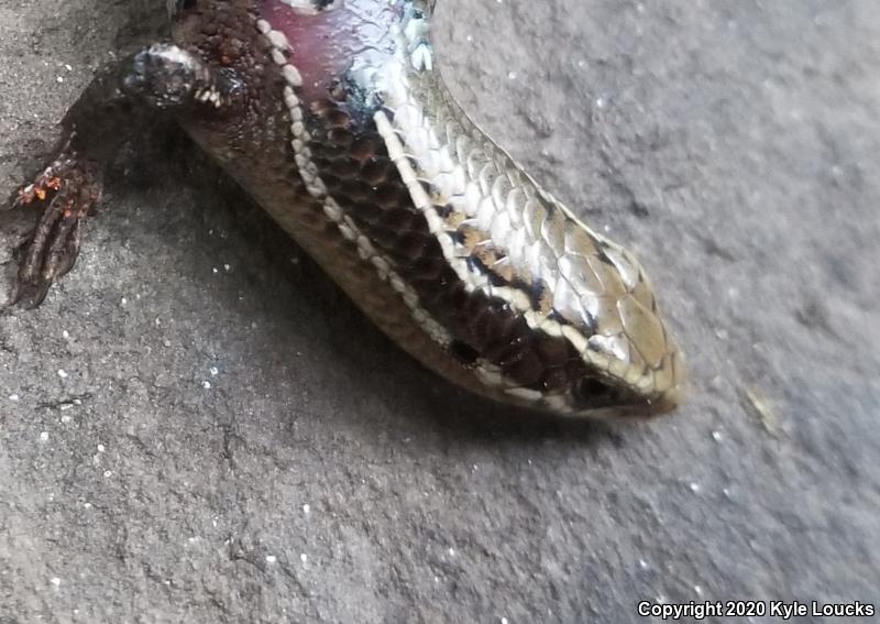 Northern Coal Skink (Plestiodon anthracinus anthracinus)