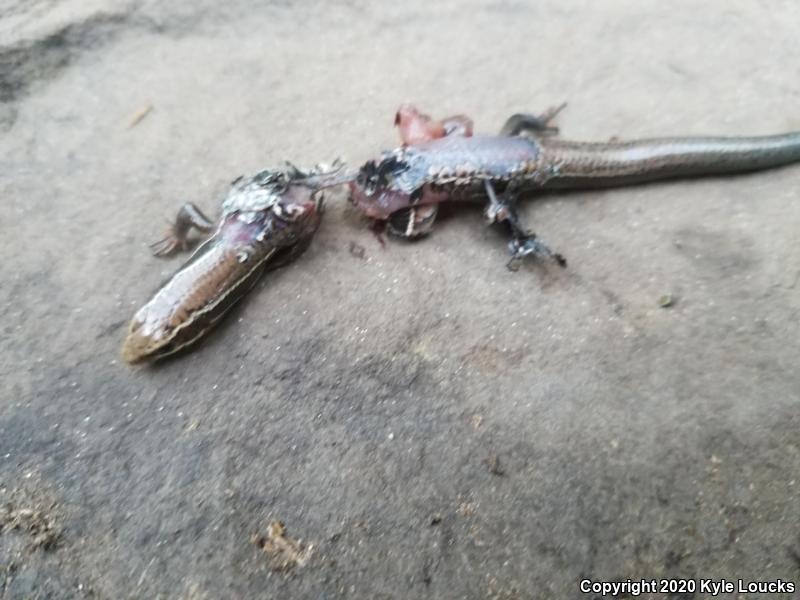 Northern Coal Skink (Plestiodon anthracinus anthracinus)