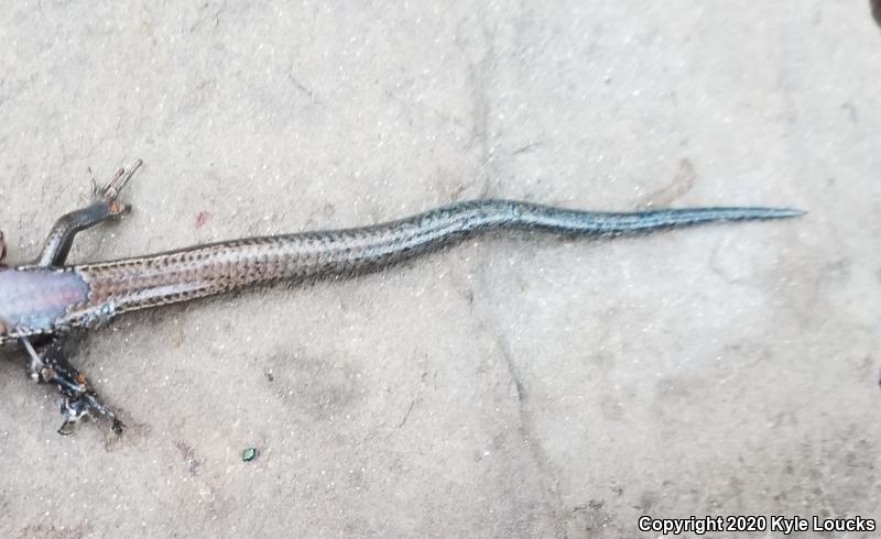 Northern Coal Skink (Plestiodon anthracinus anthracinus)