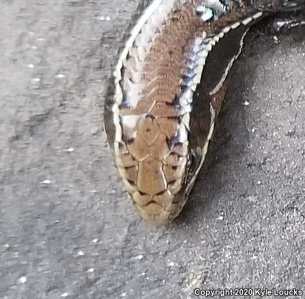 Northern Coal Skink (Plestiodon anthracinus anthracinus)